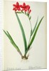 Gladiolus Cardinalis, from `Les Liliacees', 1805 by Pierre-Joseph Redouté