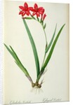 Gladiolus Cardinalis, from `Les Liliacees', 1805 by Pierre-Joseph Redouté