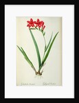 Gladiolus Cardinalis, from `Les Liliacees', 1805 by Pierre-Joseph Redouté