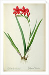 Gladiolus Cardinalis, from `Les Liliacees', 1805 by Pierre-Joseph Redouté
