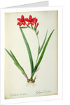Gladiolus Cardinalis, from `Les Liliacees', 1805 by Pierre-Joseph Redouté