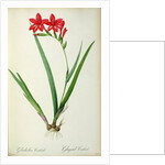 Gladiolus Cardinalis, from `Les Liliacees', 1805 by Pierre-Joseph Redouté