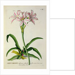 Lilio-Narcissus, Africanus by Pierre-Joseph Redouté