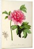 Paeonia Moutan, c.1799 by Pierre Joseph Redouté