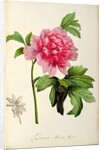 Paeonia Moutan, c.1799 by Pierre Joseph Redouté