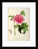 Paeonia Moutan, c.1799 by Pierre Joseph Redouté