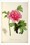 Paeonia Moutan, c.1799 by Pierre Joseph Redouté