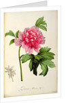 Paeonia Moutan, c.1799 by Pierre Joseph Redouté