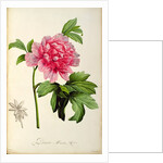 Paeonia Moutan, c.1799 by Pierre Joseph Redouté