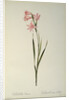 Gladiolus Carneus by Pierre Joseph Redouté