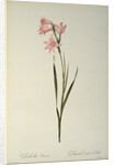 Gladiolus Carneus by Pierre Joseph Redouté