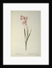 Gladiolus Carneus by Pierre Joseph Redouté