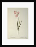 Gladiolus Carneus by Pierre Joseph Redouté