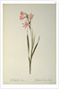 Gladiolus Carneus by Pierre Joseph Redouté