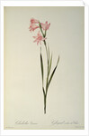 Gladiolus Carneus by Pierre Joseph Redouté