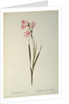 Gladiolus Carneus by Pierre Joseph Redouté