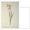 Gladiolus Carneus by Pierre Joseph Redouté