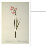Gladiolus Carneus by Pierre Joseph Redouté