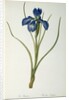 Iris Xyphioides by Pierre-Joseph Redouté