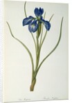 Iris Xyphioides by Pierre-Joseph Redouté