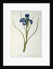 Iris Xyphioides by Pierre-Joseph Redouté