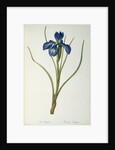 Iris Xyphioides by Pierre-Joseph Redouté