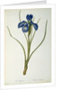 Iris Xyphioides by Pierre-Joseph Redouté
