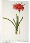 Amaryllis Curvifolia, 1809 by Pierre Joseph Redouté