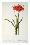 Amaryllis Curvifolia, 1809 by Pierre Joseph Redouté
