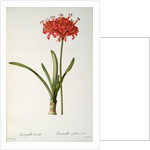 Amaryllis Curvifolia, 1809 by Pierre Joseph Redouté