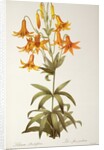 Lilium Penduliflorum by Pierre Joseph Redouté