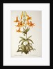 Lilium Penduliflorum by Pierre Joseph Redouté