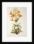 Lilium Penduliflorum by Pierre Joseph Redouté