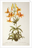 Lilium Penduliflorum by Pierre Joseph Redouté