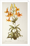 Lilium Penduliflorum by Pierre Joseph Redouté