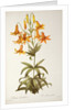 Lilium Penduliflorum by Pierre Joseph Redouté