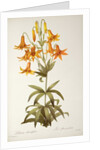 Lilium Penduliflorum by Pierre Joseph Redouté