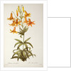 Lilium Penduliflorum by Pierre Joseph Redouté