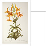 Lilium Penduliflorum by Pierre Joseph Redouté