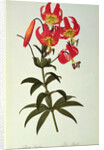 Lilium Superbum by Pierre Joseph Redouté