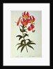 Lilium Superbum by Pierre Joseph Redouté