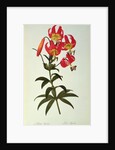 Lilium Superbum by Pierre Joseph Redouté