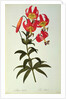 Lilium Superbum by Pierre Joseph Redouté
