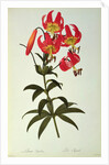 Lilium Superbum by Pierre Joseph Redouté