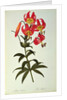 Lilium Superbum by Pierre Joseph Redouté
