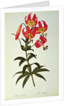 Lilium Superbum by Pierre Joseph Redouté