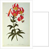 Lilium Superbum by Pierre Joseph Redouté