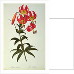 Lilium Superbum by Pierre Joseph Redouté