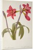 Amaryllis Brasiliensis by Pierre Joseph Redouté