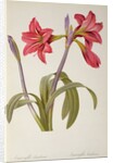 Amaryllis Brasiliensis by Pierre Joseph Redouté